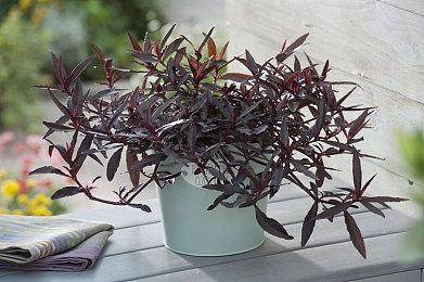 亚马逊《王权与自由》将参展夏季游戏节 6月9日来到